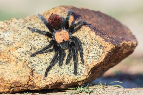 Hovedbilde Brachypelma albiceps -Mexican Golden Red Rump ...