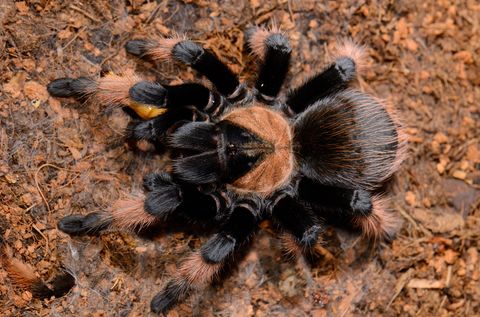Hovedbilde Brachypelma emilia -Mexican Red Leg  Sub-adult  ...