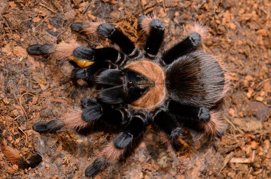 Brachypelma emilia -Mexican Red Leg  Sub-adult -par