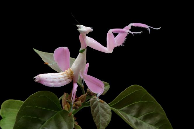Hovedbilde Orkidé kneler - Hymenopus coronatus / må hentes