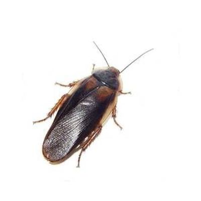 Hovedbilde Dubia mix 75g / MÅ HENTES