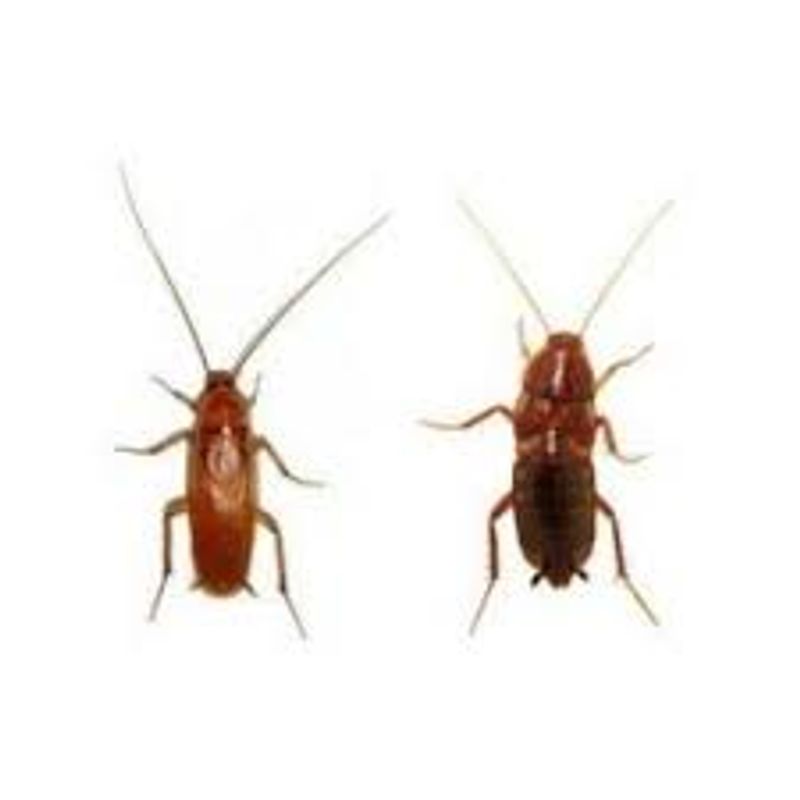 Red runners / Sjokolade kakelakker 20stk